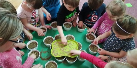 Powiększ grafikę: Dzieci z grupy Pszczółki stoją przy stoliku w sali. Wkładają do plastikowych pudełek nasiona rzeżuchy.