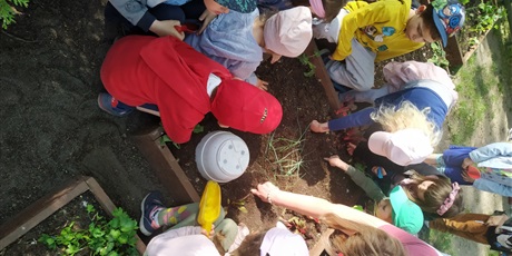 Powiększ grafikę: Dzieci z grupy Pszczółki sadzą warzywa w skrzynkach z ziemią