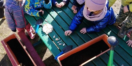 Powiększ grafikę: Dzieci z grupy Pszczółki sadzą cebulki w skrzynki z ziemią w ogrodzie przedszkolnym.